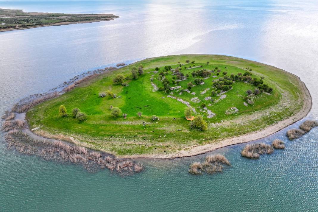 Konya'daki bu adanın sahipleri 50 küçükbaş sürüsü 13